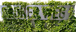efeubewachsenes Schild Grüner Weg 1