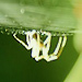 Foto einer Spinne in ihrem Netz