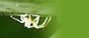 Der Experte im Netz: Die Spinne erzeugt Fäden, die in Seilstärke einen fliegenden Düsenjet abfangen könnten, ohne zu zerreißen. Ein schönes Beispiel für "Kundenbindung im Web"! Foto einer Spinne in ihrem Netz